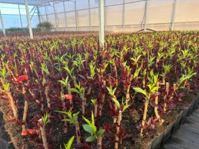 Plantones de frutal injertados en el invernadero de Viveros Jódar