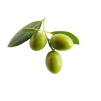 Olivo