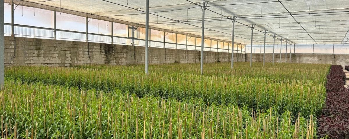 Interior del invernadero de Viveros Jódar con miles de plantones de frutal